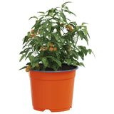 vidaXL Bloempot 50 pcs Terracotta Ø 15 x 12,5 cm Kunststof