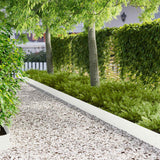 vidaXL Grasafscherming 10 pcs Lengte Hoogte 103 x 15 cm Staal Zwart