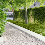 vidaXL Grasafscherming 10 pcs Lengte Hoogte 103 x 15 cm Staal Zwart
