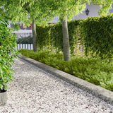 vidaXL Grasafscherming 10 pcs Lengte Hoogte 103 x 15 cm Staal Zwart