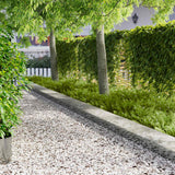 vidaXL Grasafscherming 10 pcs Lengte Hoogte 103 x 15 cm Staal Zwart