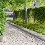 vidaXL Gazonrand 10 pcs 103 x 10 cm Staal Zwart