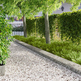 vidaXL Gazonrand 10 pcs 103 x 10 cm Staal Zwart