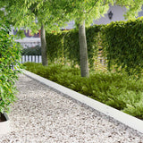 vidaXL Lawn Edging 10 pcs 100 x 12 cm Steel Black