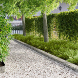vidaXL Lawn Edging 10 pcs 100 x 12 cm Steel Black