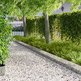vidaXL Lawn Edging 10 pcs 100 x 12 cm Steel Black