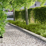 vidaXL Gazonrand 10 pcs 102 x 4 x 4 cm Staal Wit