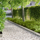 vidaXL Lawn Edging 10 pcs 100 x 12 cm Steel Anthracite