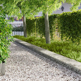 vidaXL Lawn Edging 10 pcs 100 x 12 cm Steel Anthracite